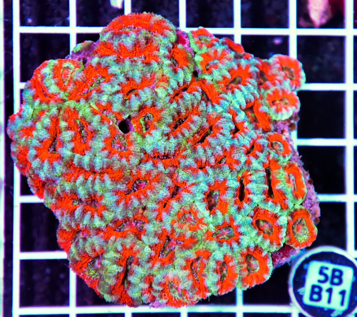 Acan Lord AUS