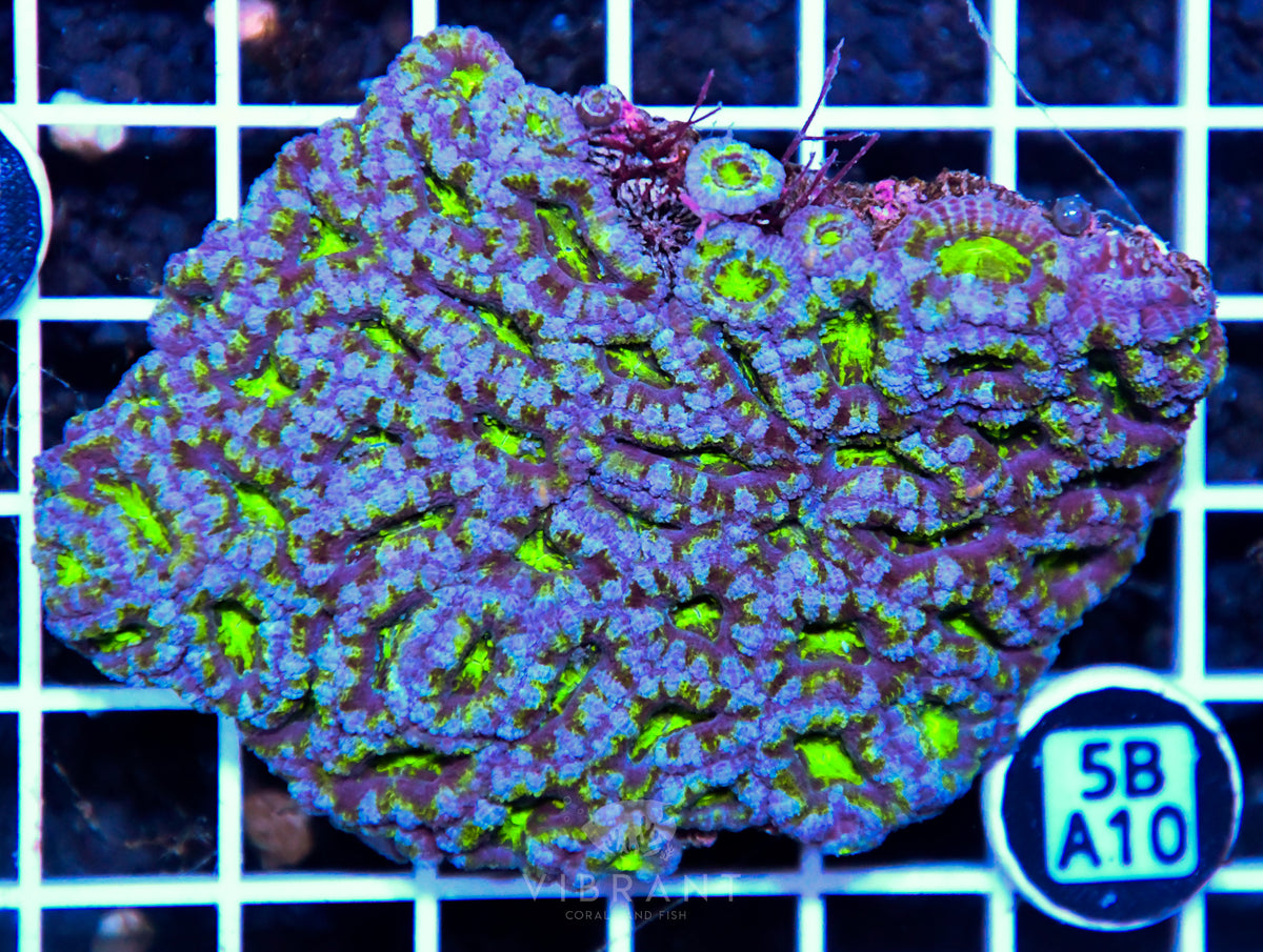 Acan Lord AUS