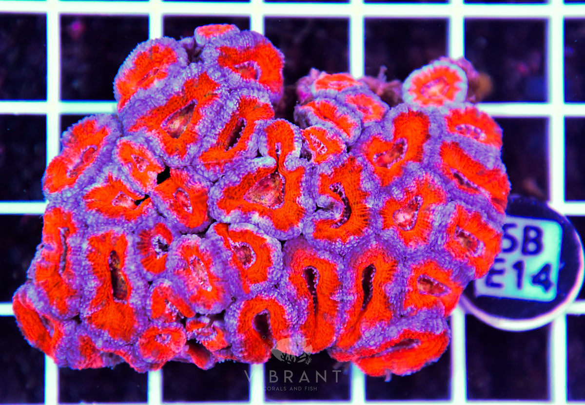 Acan Lord AUS