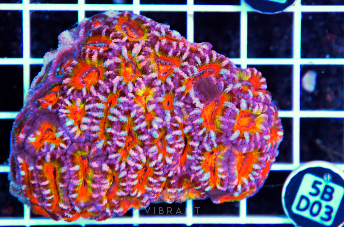 Acan Lord AUS