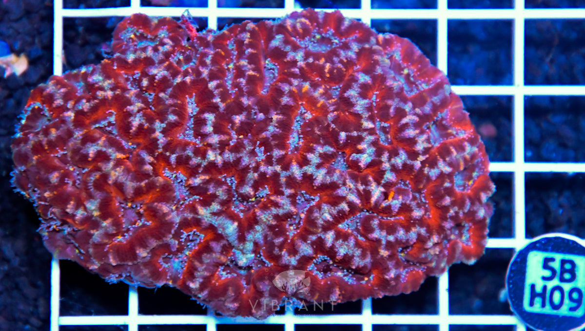 Acan Lord AUS