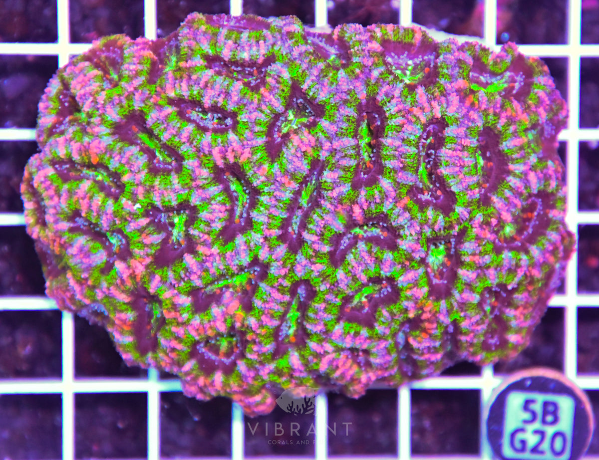 Acan Lord AUS