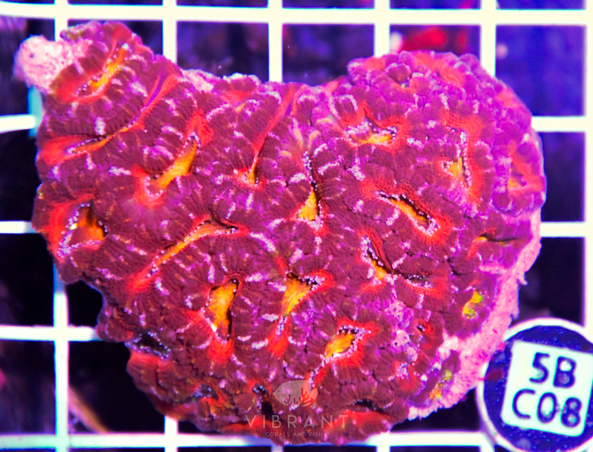 Acan Lord AUS