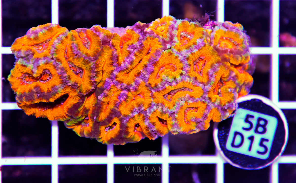 Acan Lord AUS