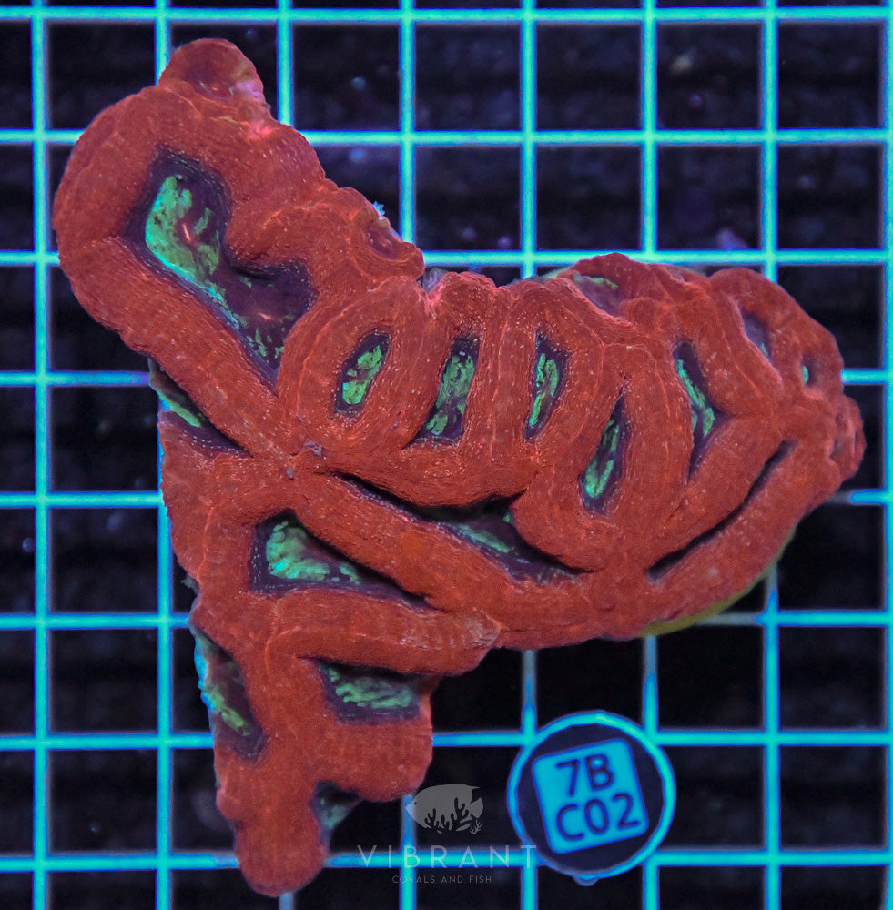 Acan Bower Ultra AUS