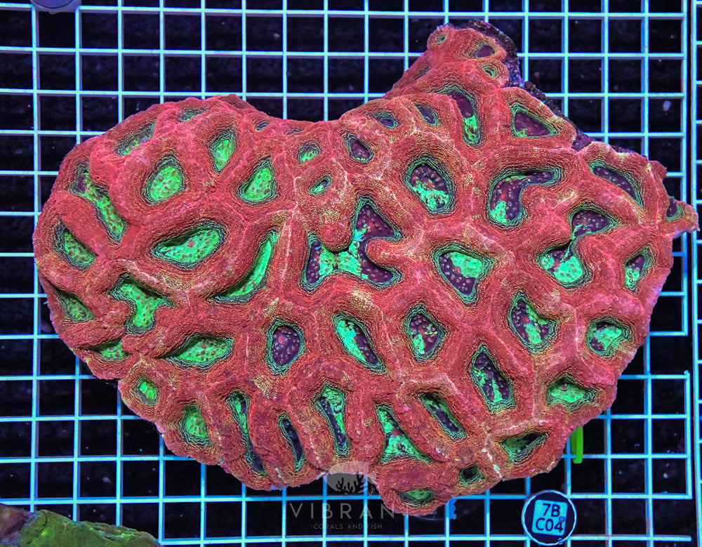 Acan Bower Ultra AUS JUMBO
