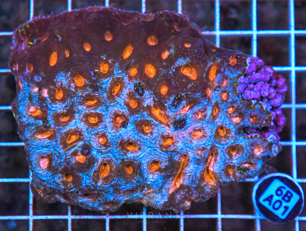 Acan Echinata AUS