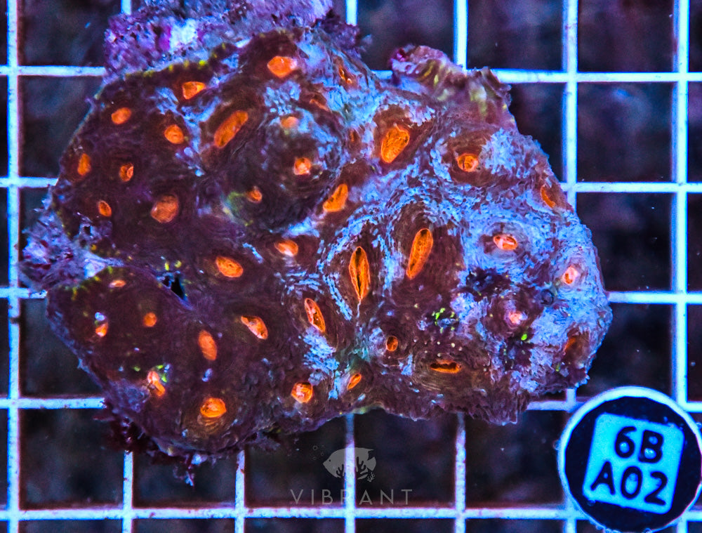 Acan Echinata AUS