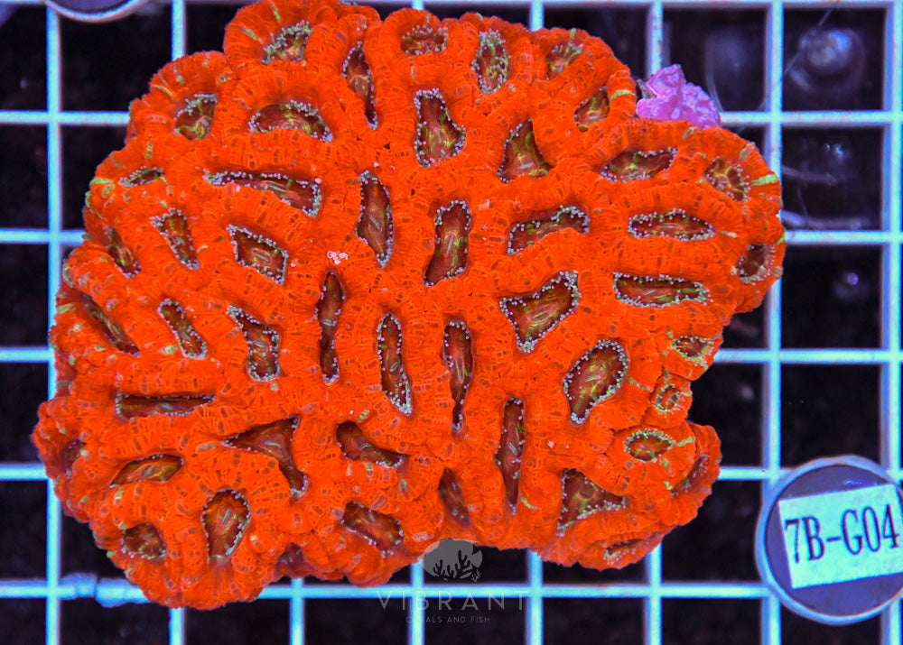 Acan Lord AUS