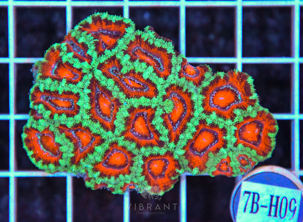 Acan Lord AUS