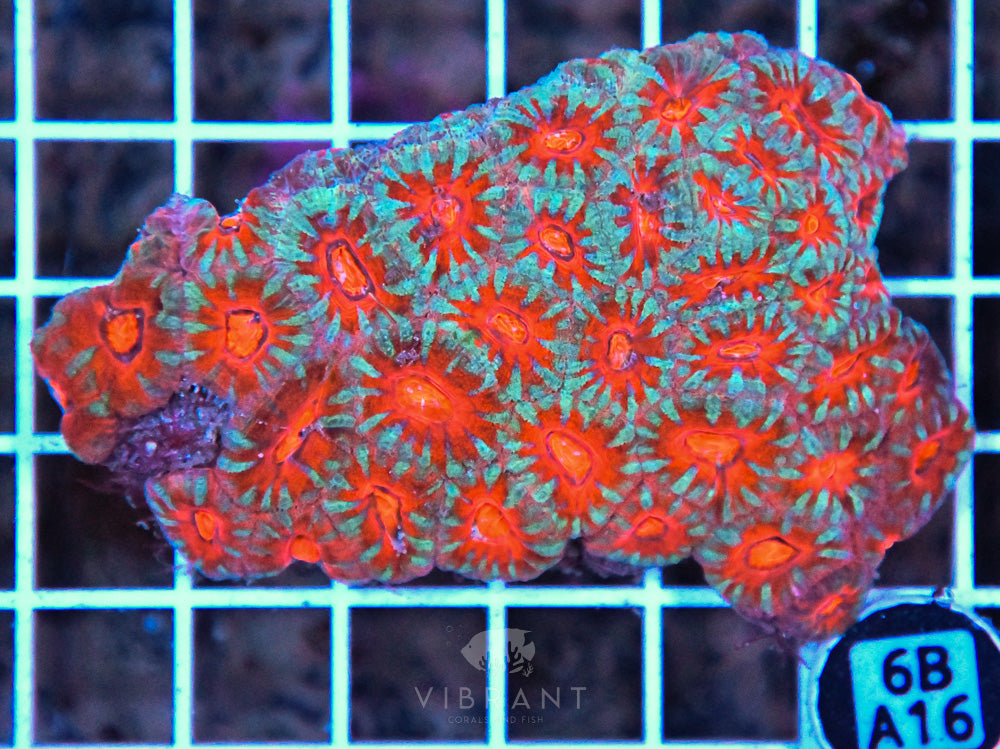 Acan Lord AUS