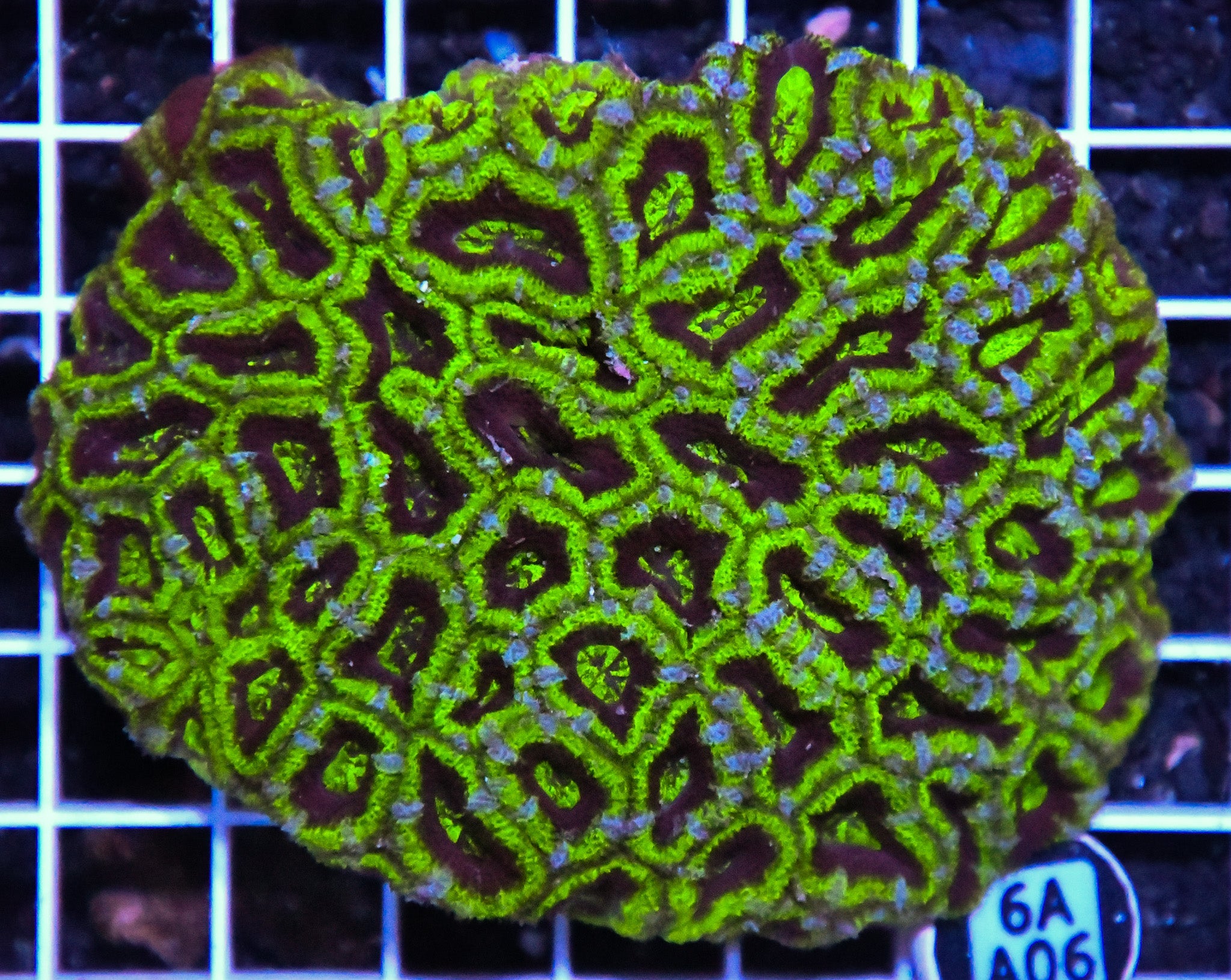 Acan Lord AUS