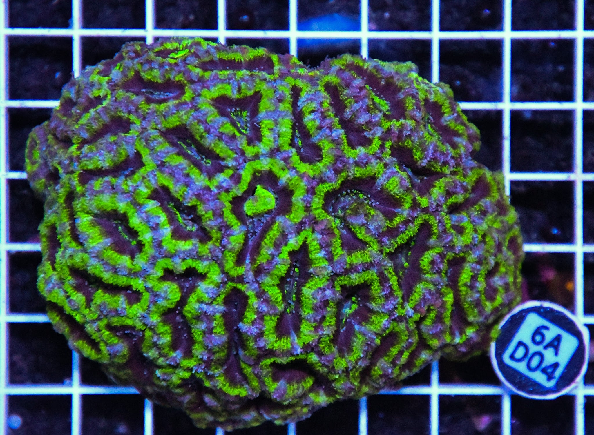 Acan Lord AUS