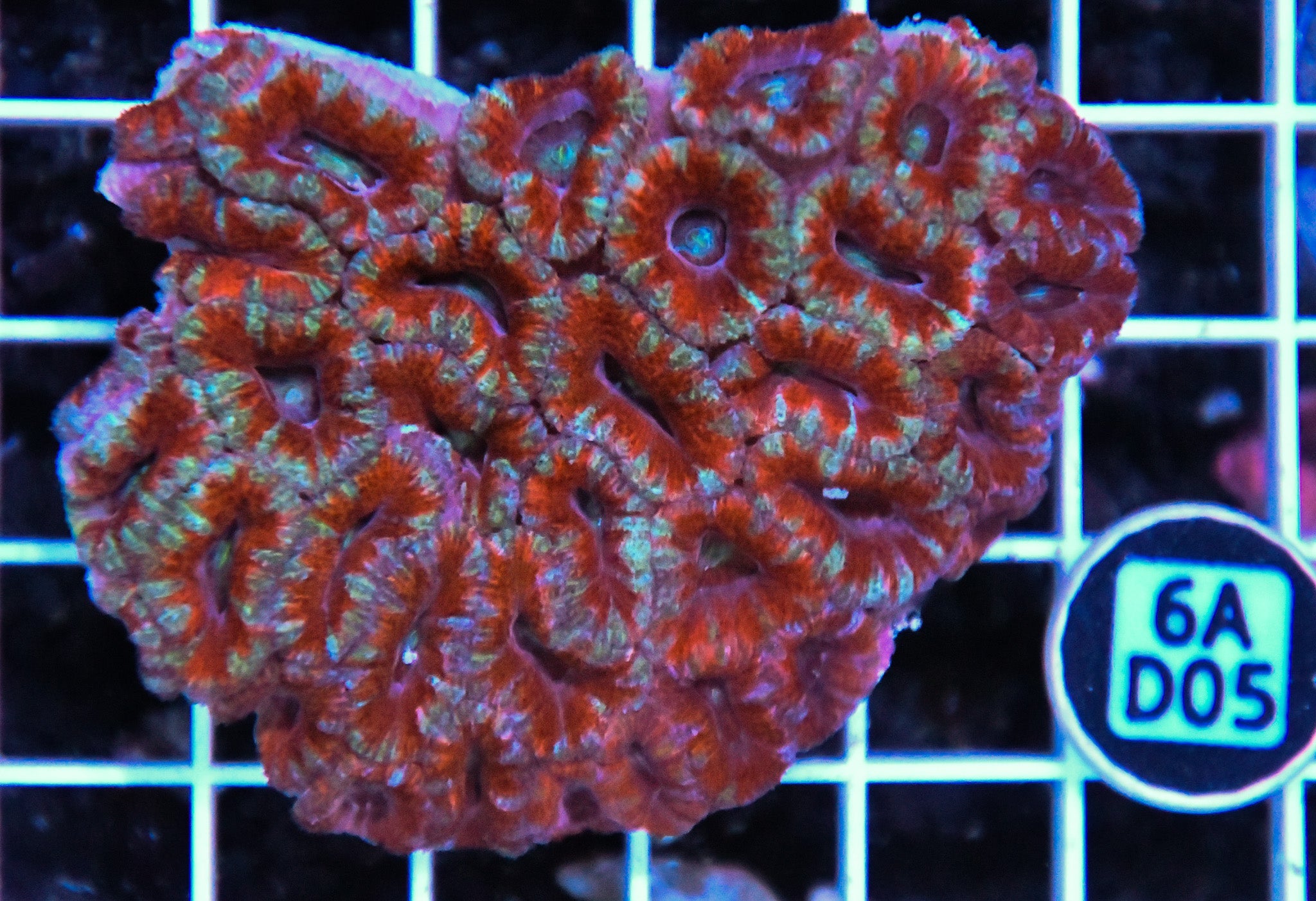 Acan Lord AUS