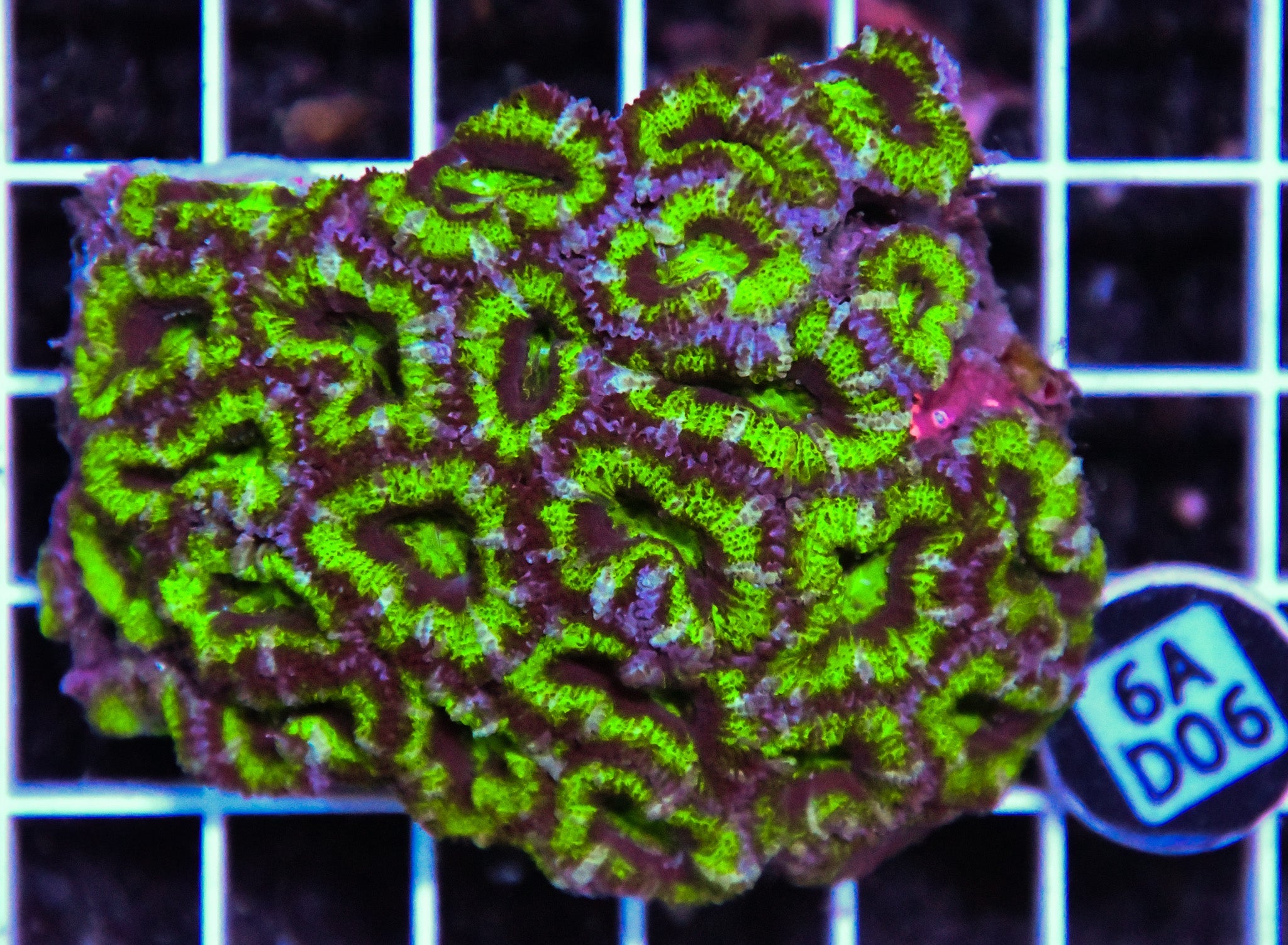 Acan Lord AUS