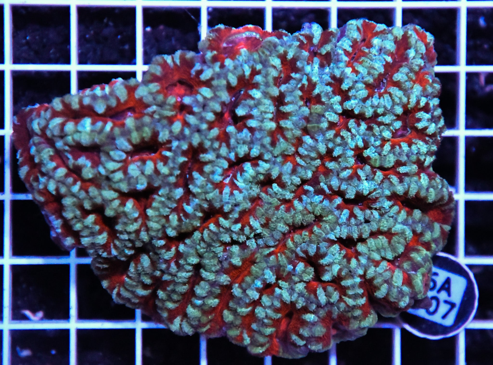 Acan Lord AUS