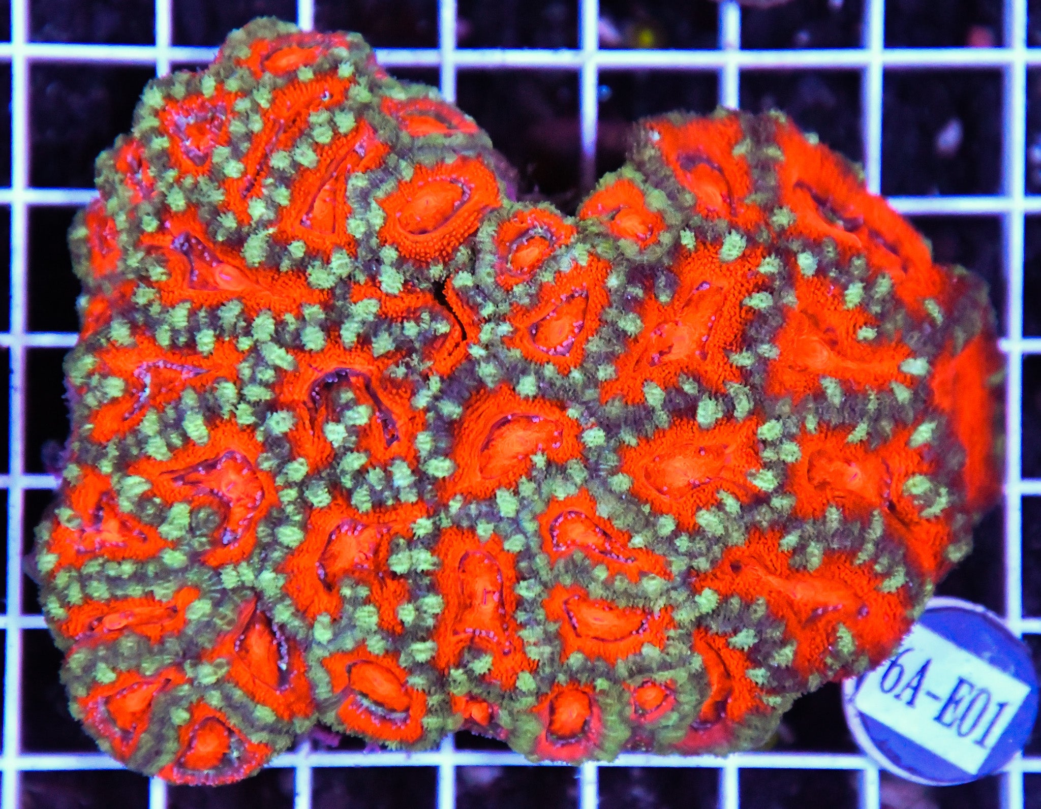 Acan Lord AUS