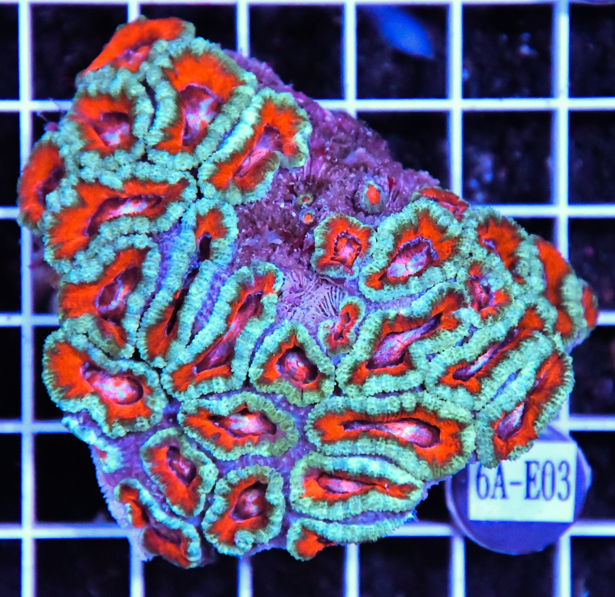 Acan Lord AUS