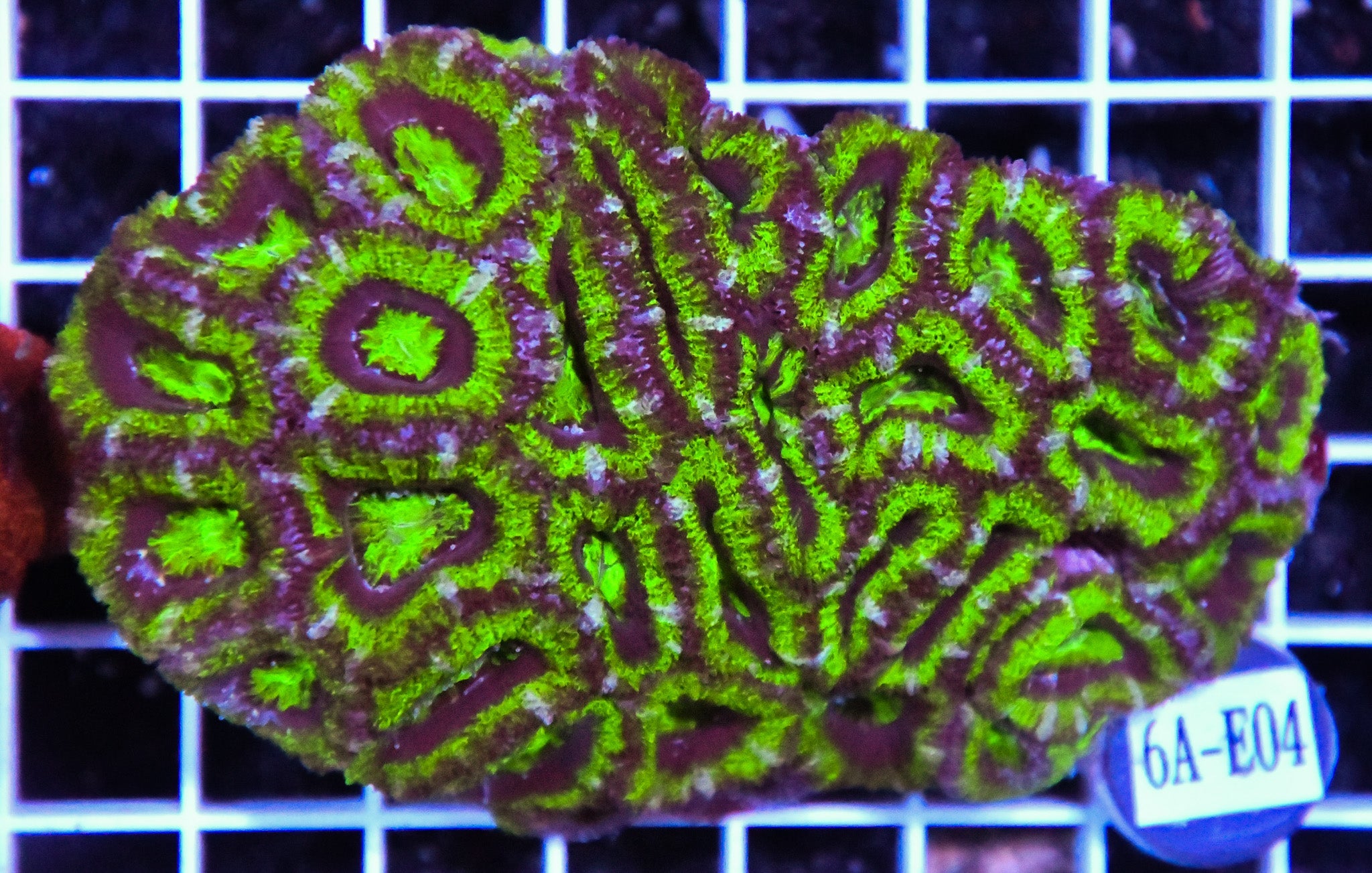 Acan Lord AUS