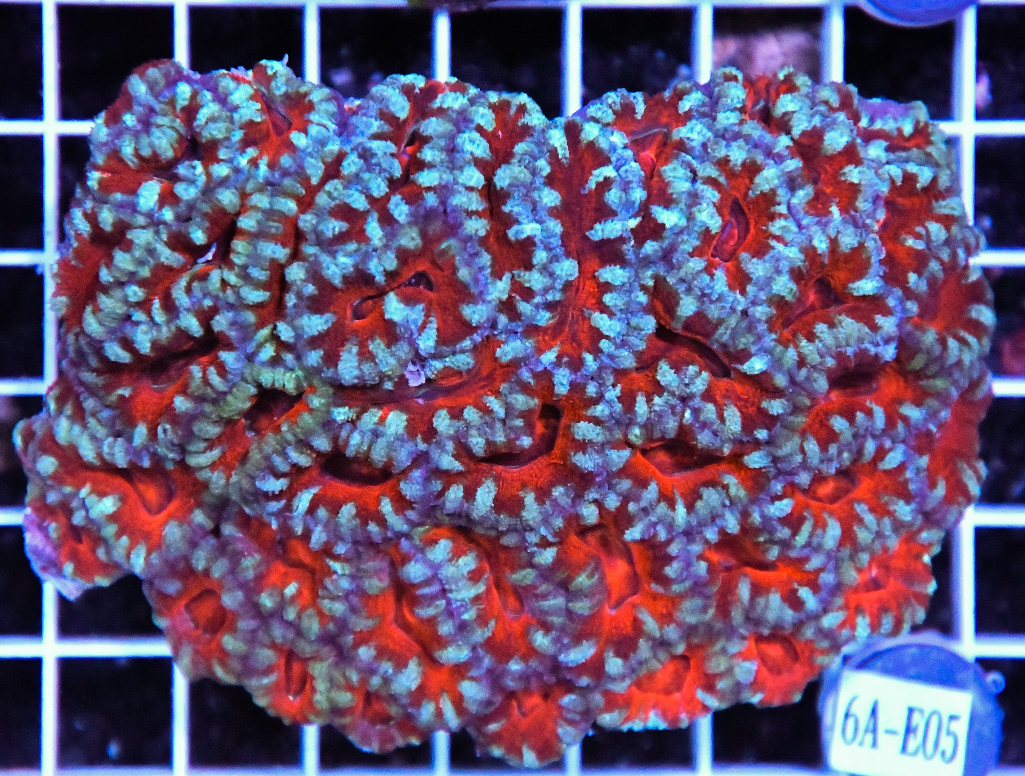 Acan Lord AUS