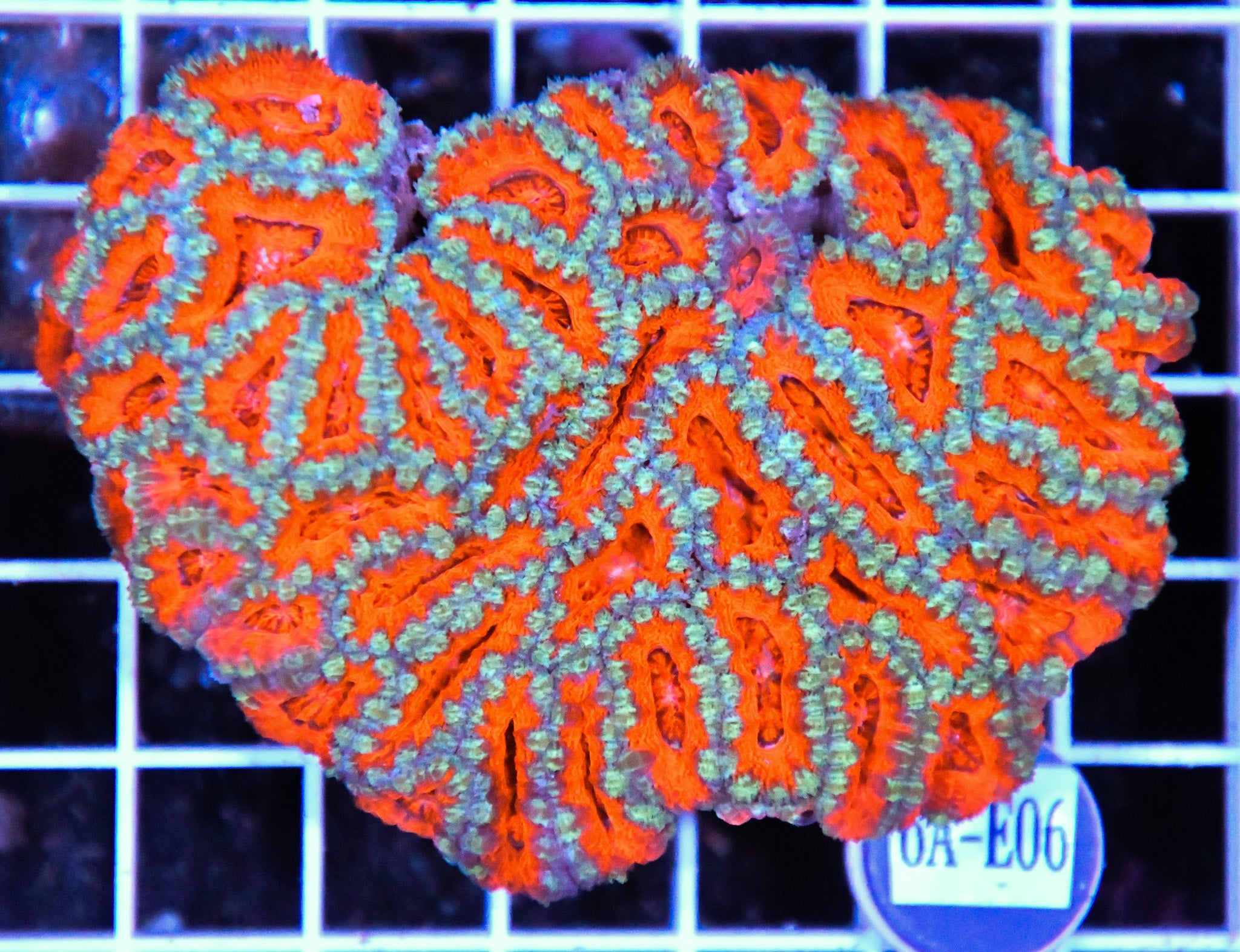Acan Lord AUS