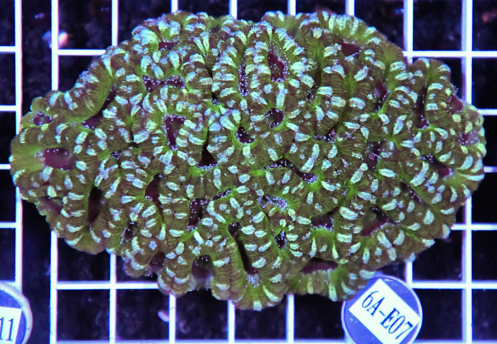 Acan Lord AUS