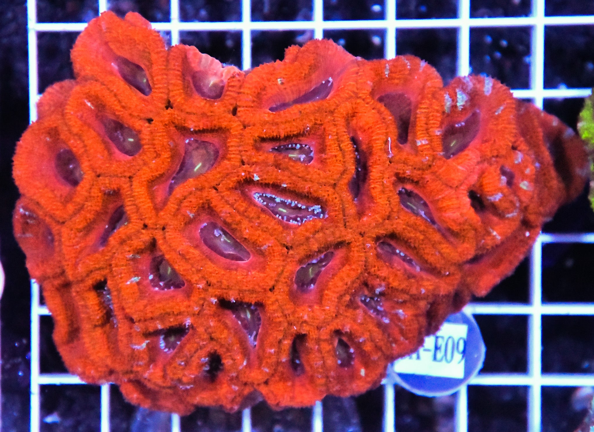 Acan Lord AUS