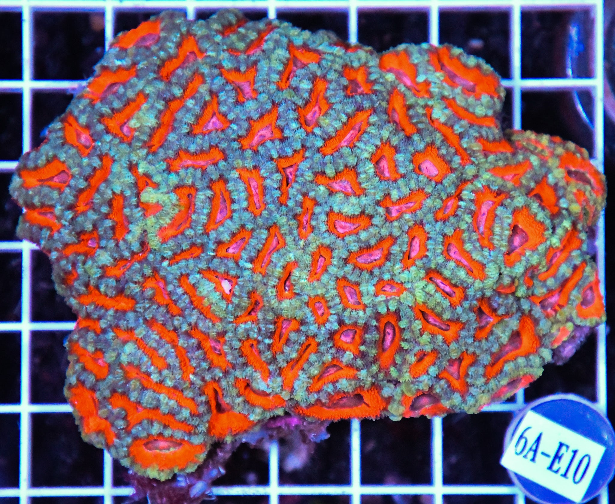Acan Lord AUS