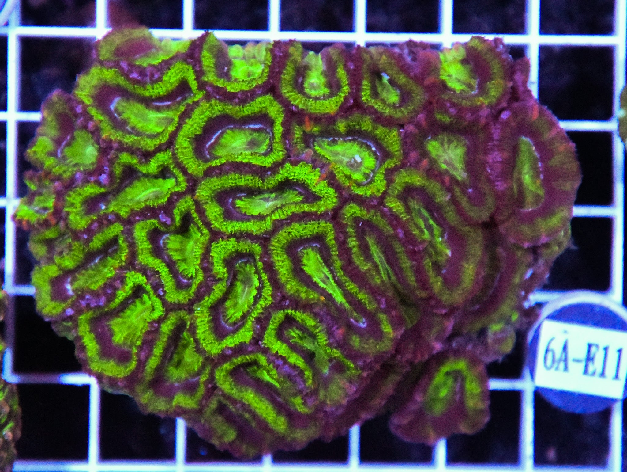 Acan Lord AUS