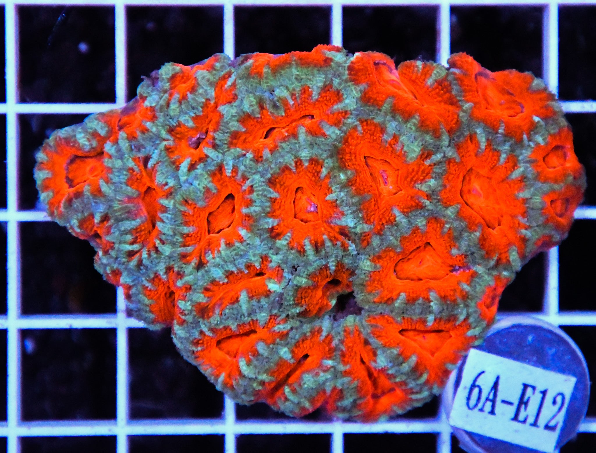 Acan Lord AUS