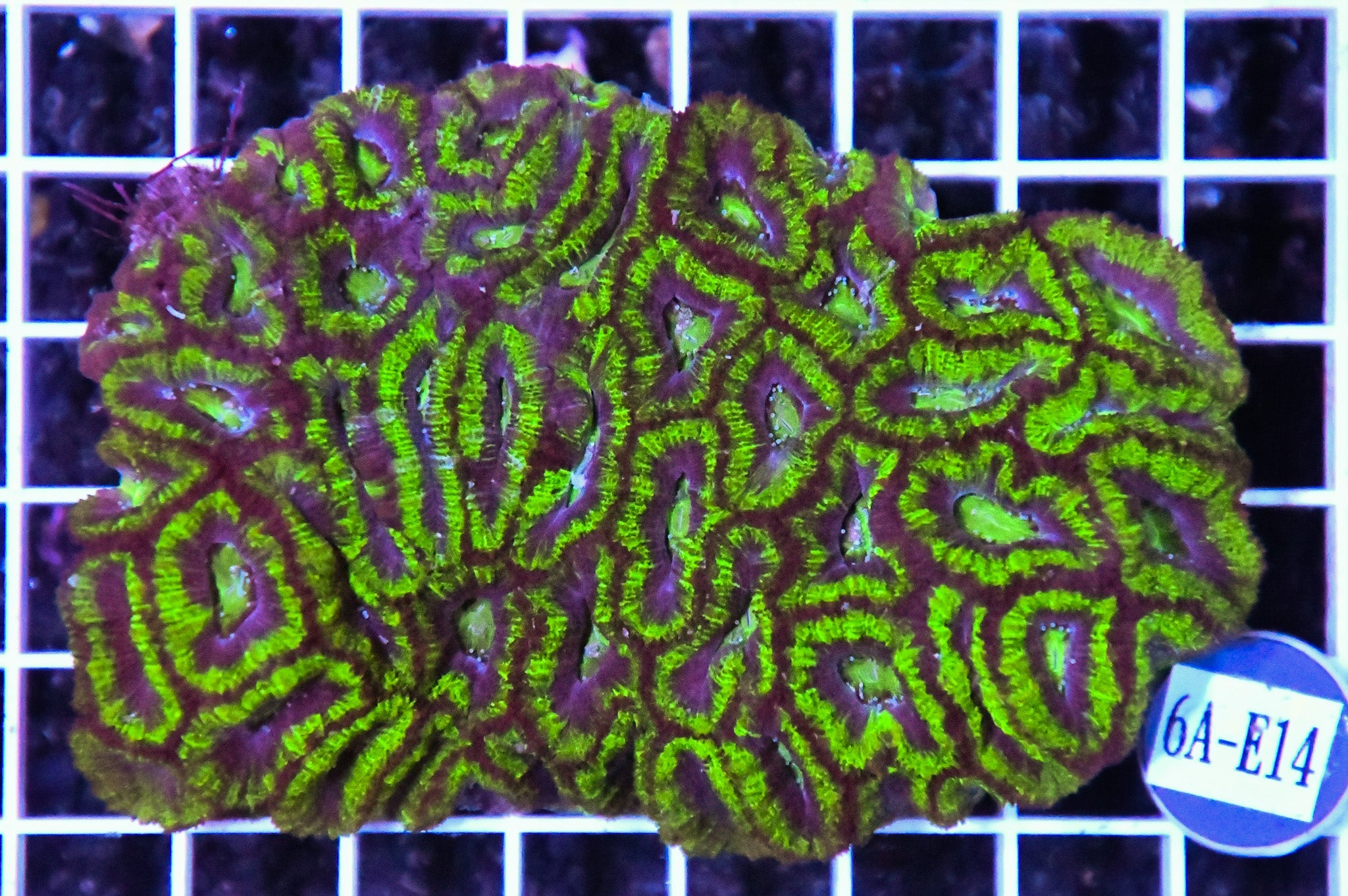 Acan Lord AUS