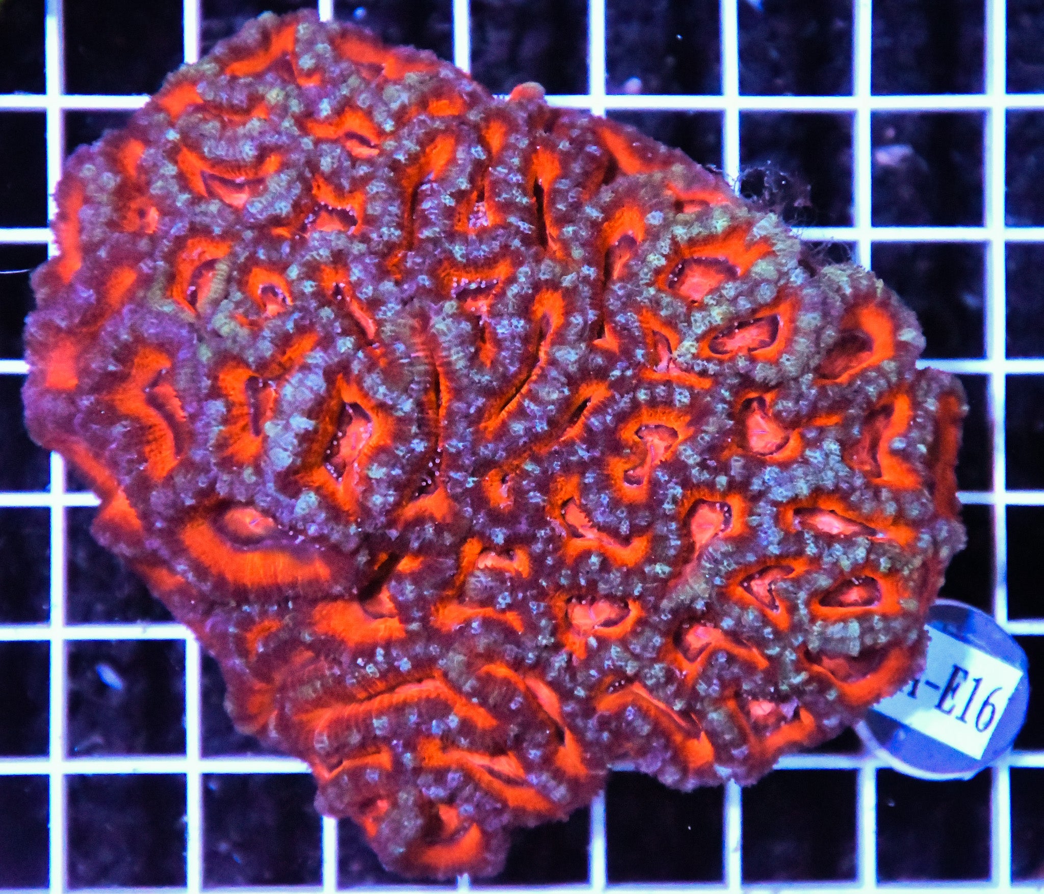 Acan Lord AUS