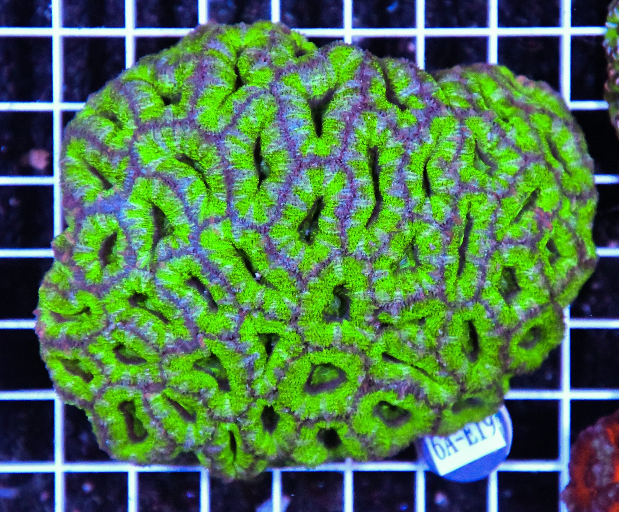 Acan Lord AUS