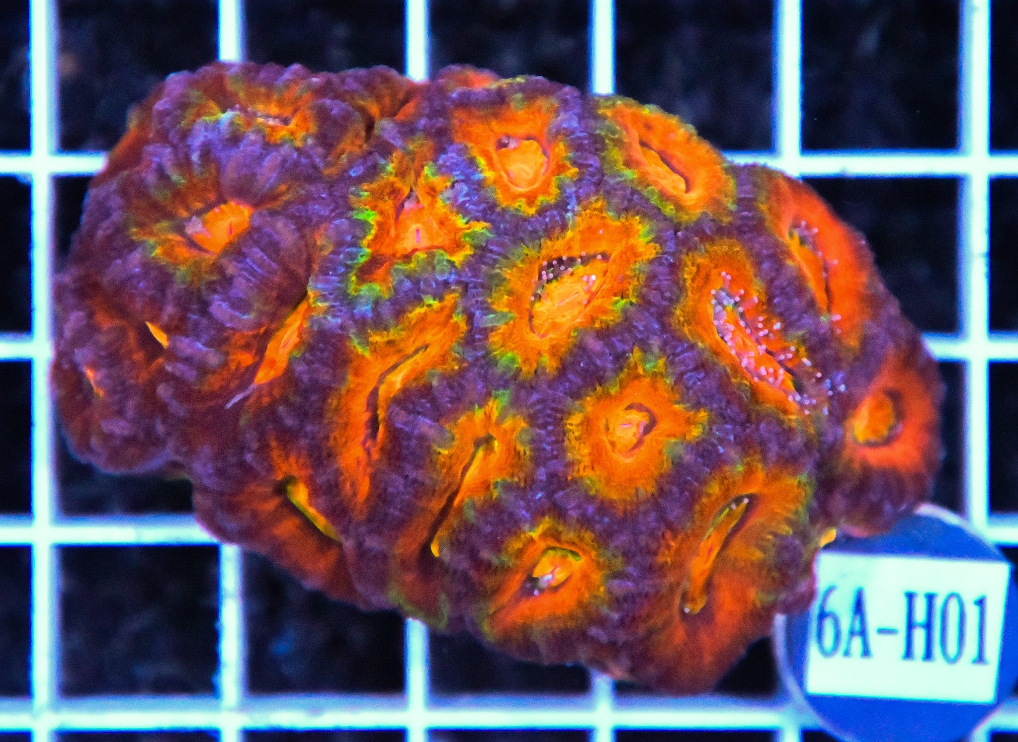 Acan Lord AUS