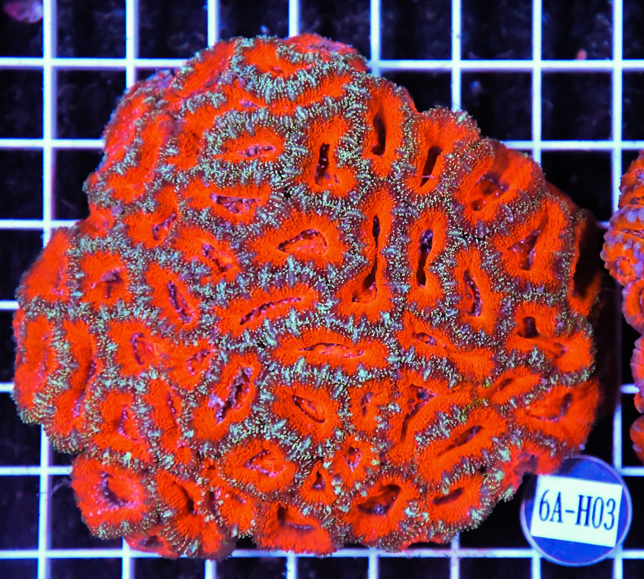 Acan Lord AUS