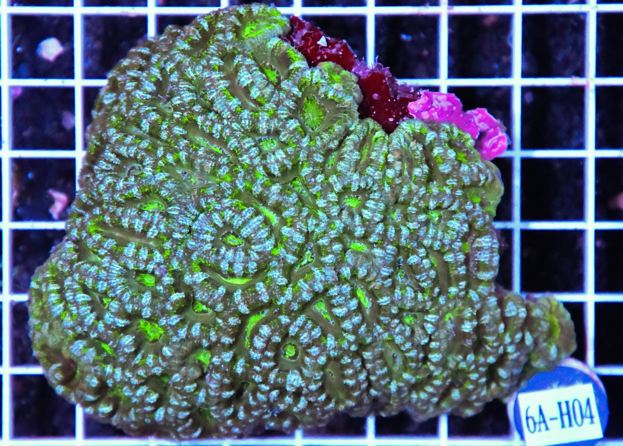 Acan Lord AUS
