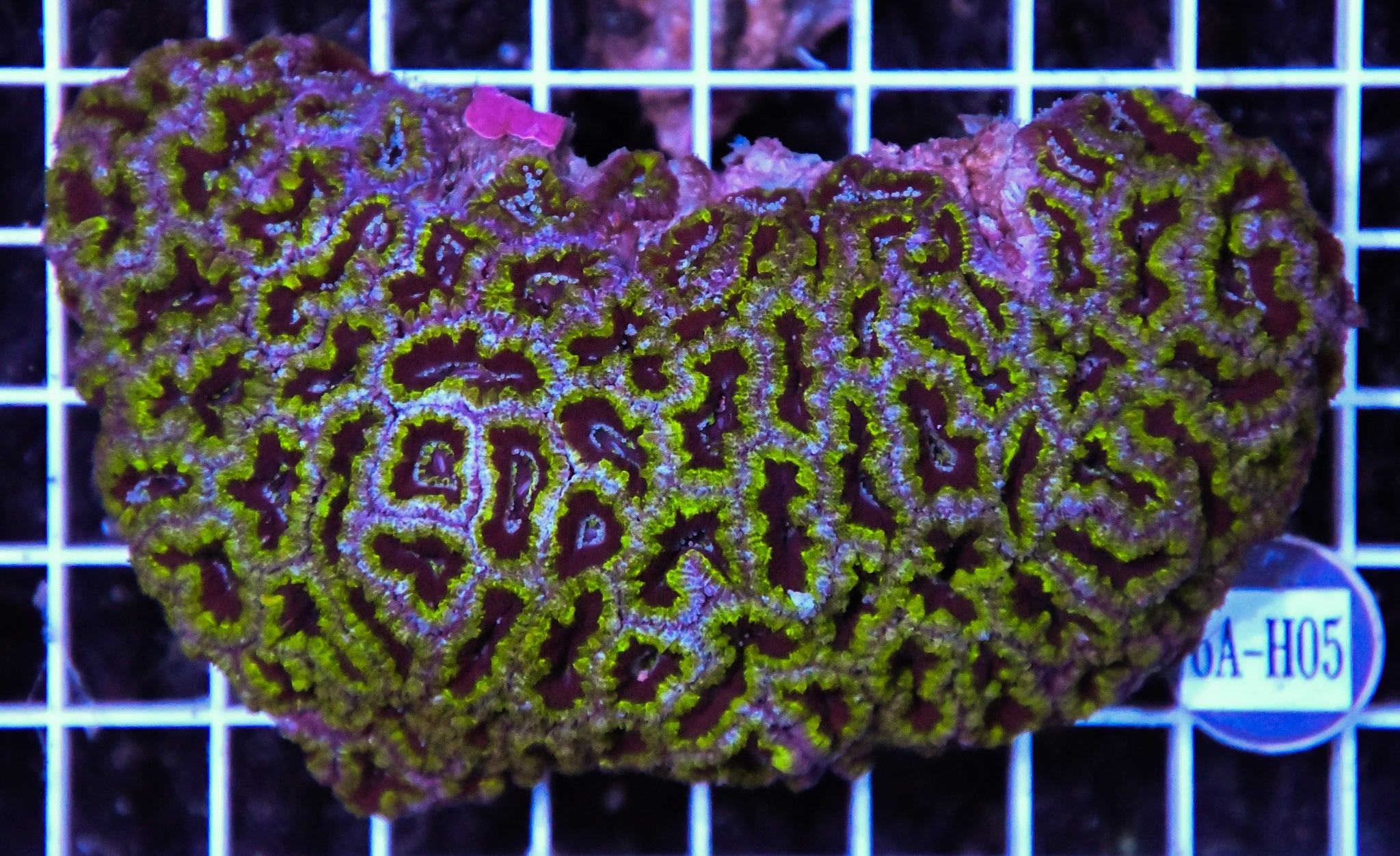 Acan Lord AUS