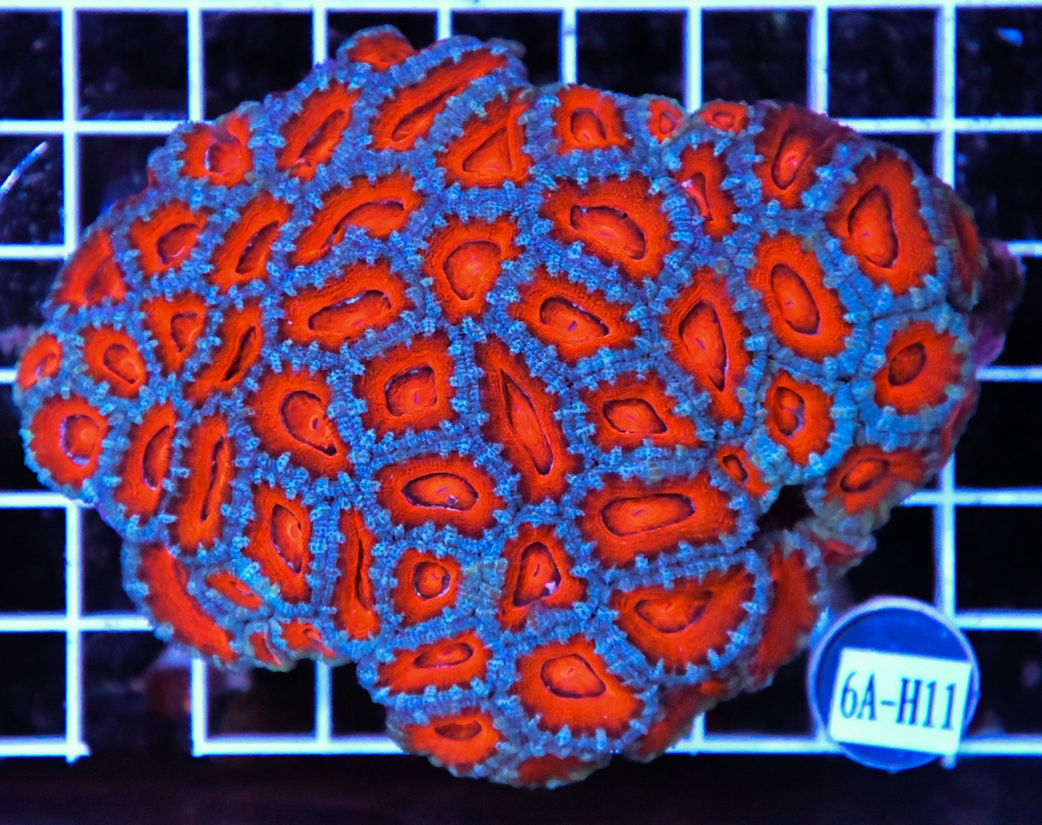 Acan Lord AUS