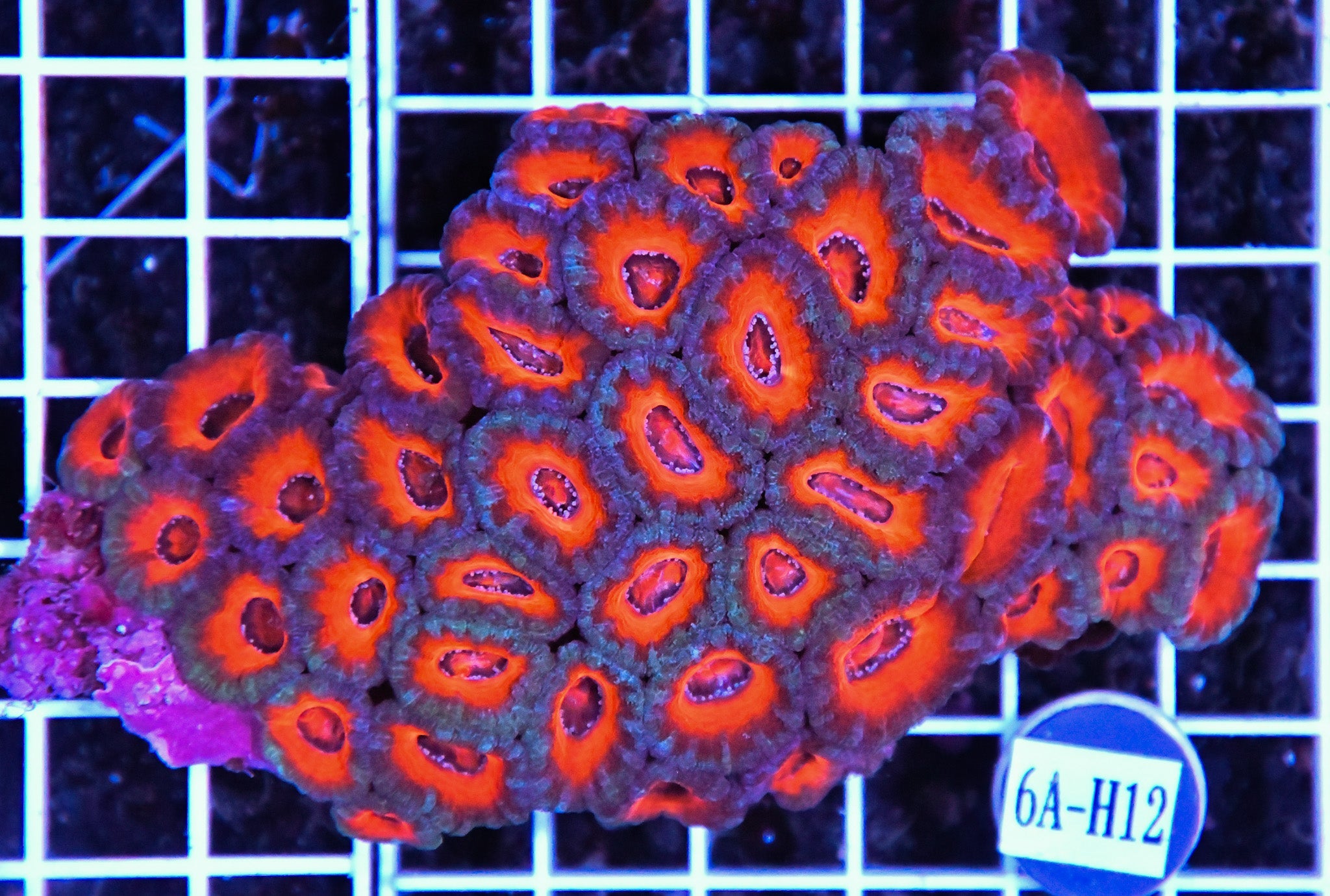 Acan Lord AUS