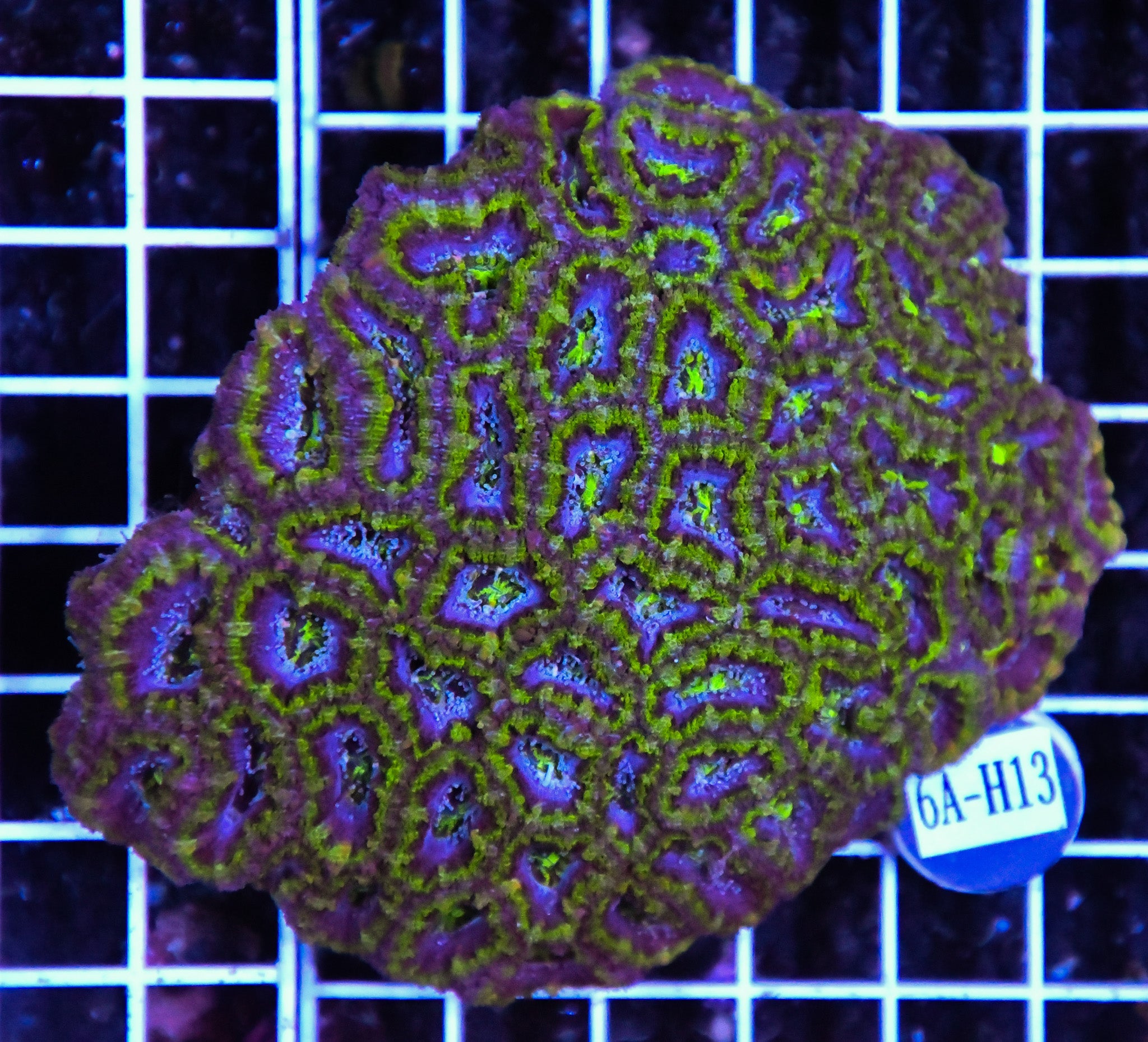 Acan Lord AUS