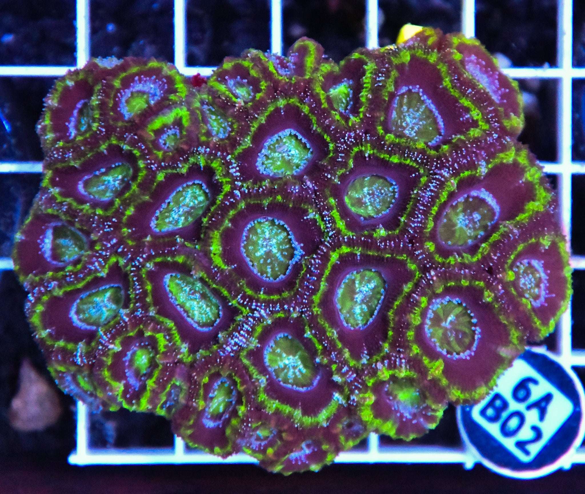 Acan Lord AUS