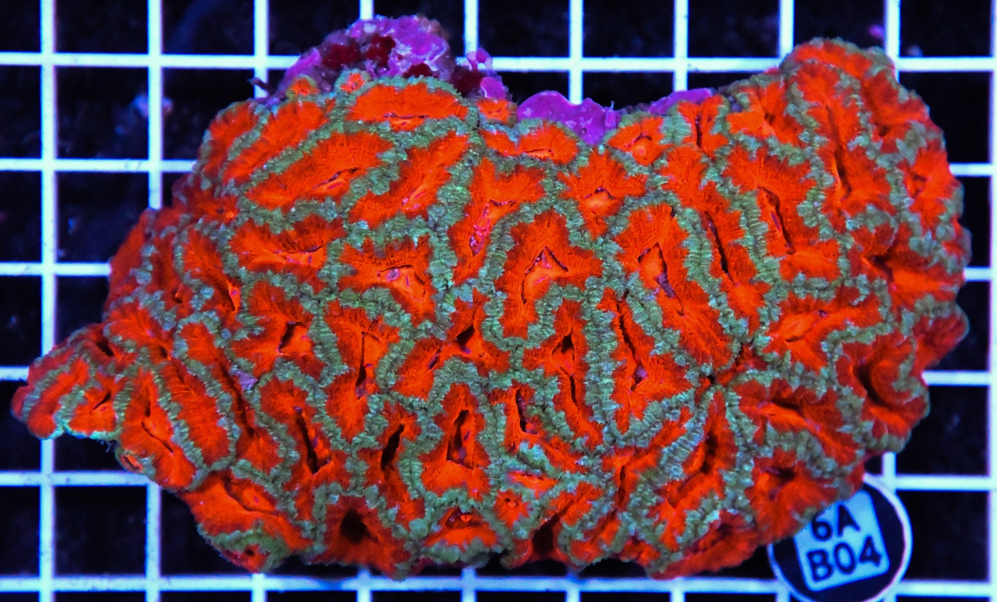 Acan Lord AUS