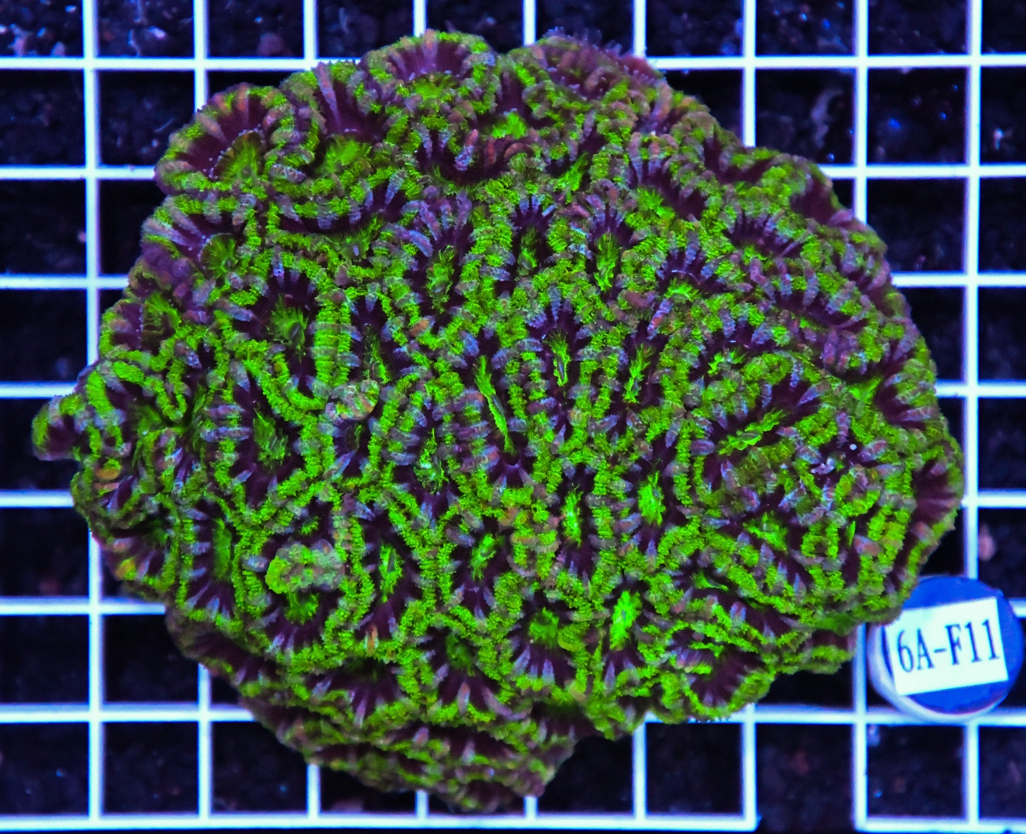 Acan Lord AUS