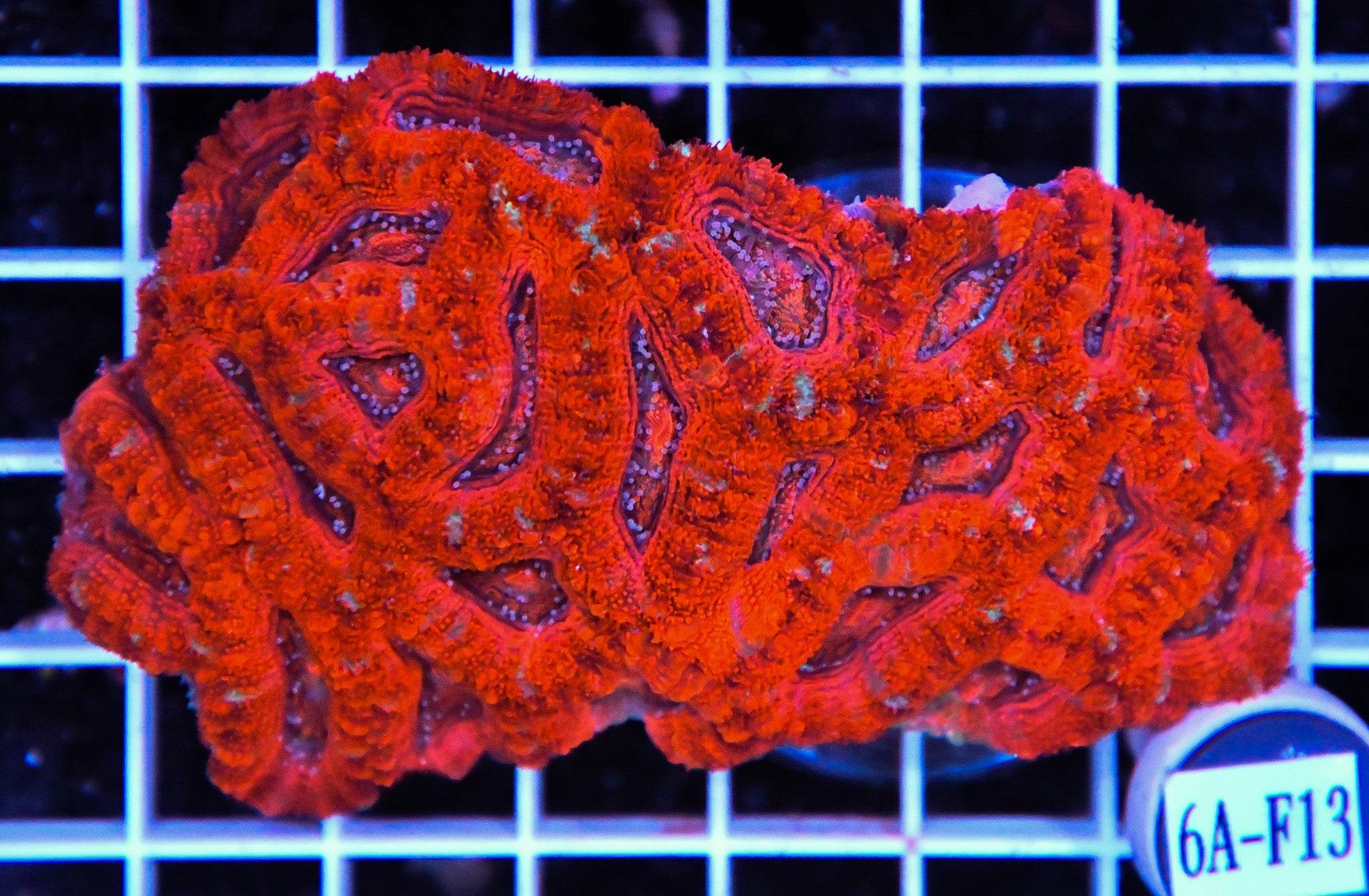Acan Lord AUS