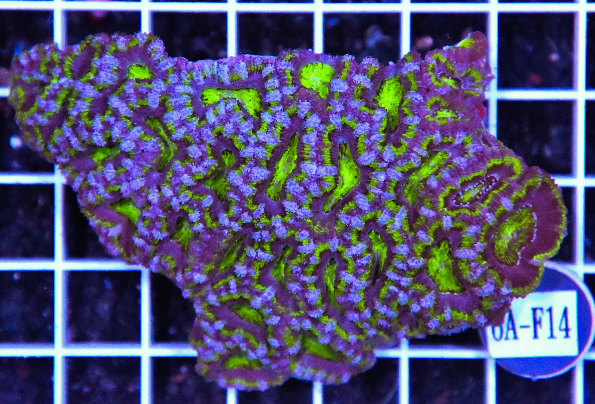 Acan Lord AUS