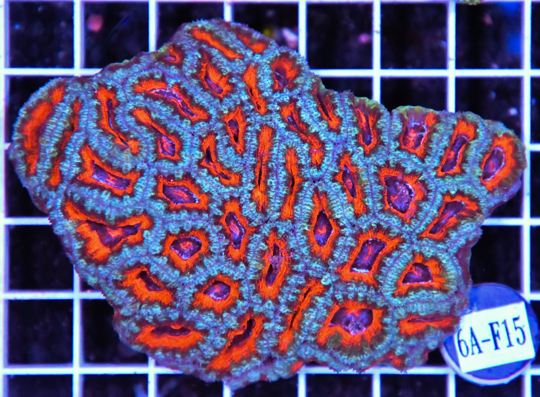 Acan Lord AUS