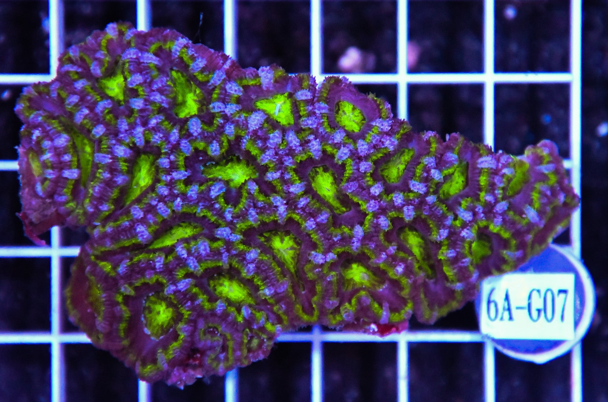 Acan Lord AUS