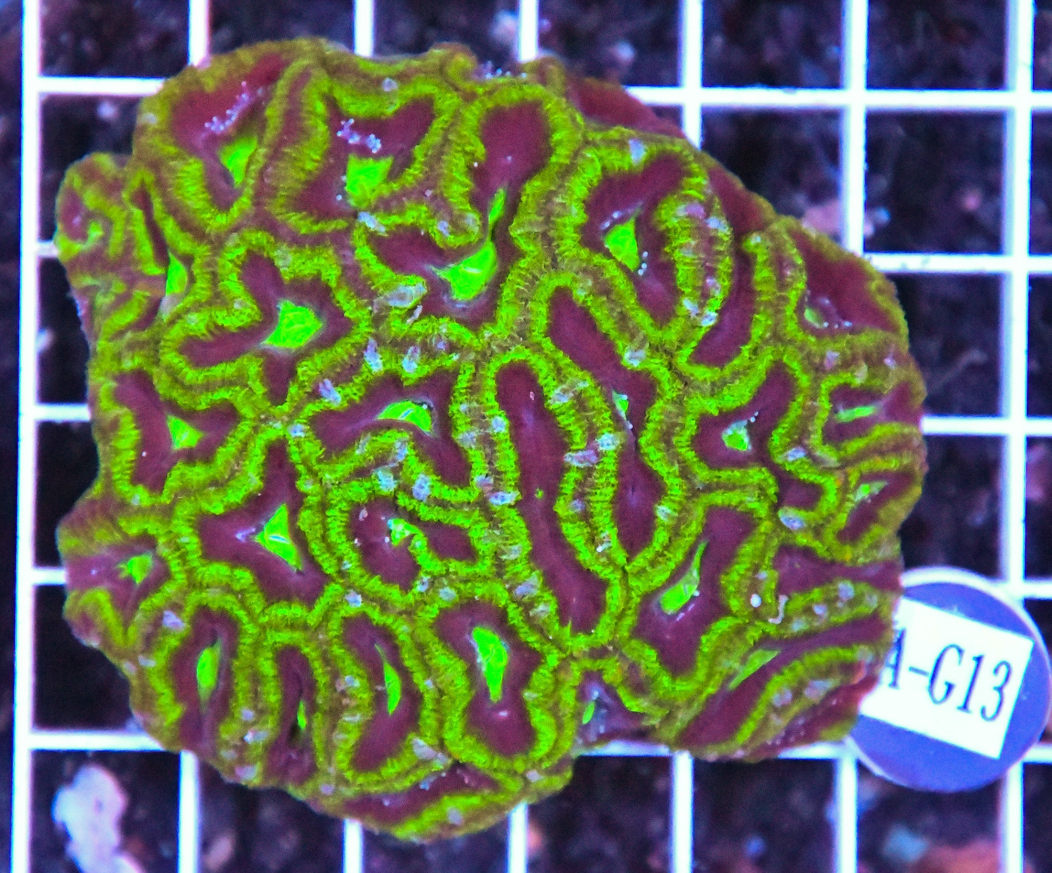 Acan Lord AUS