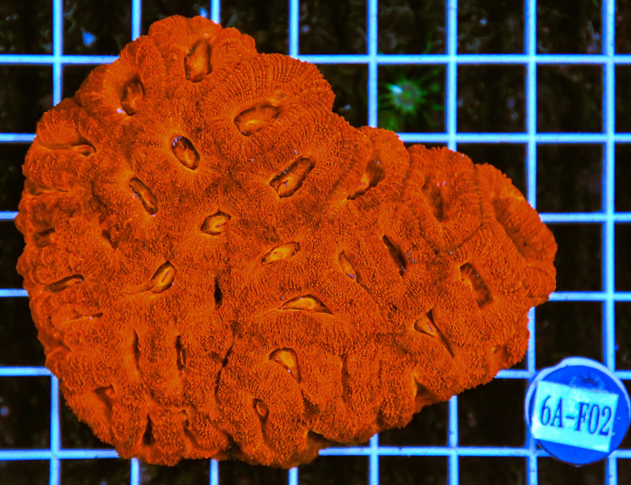 Acan Lord AUS