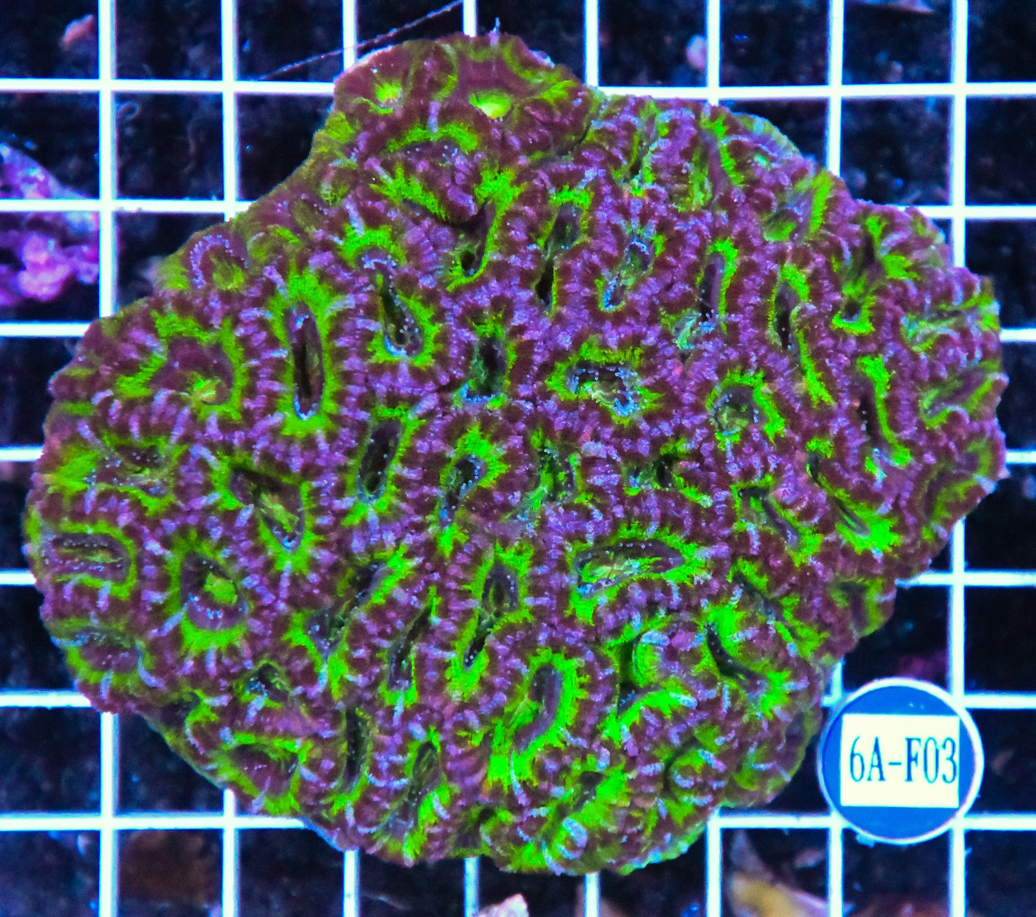Acan Lord AUS